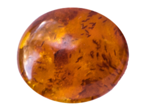 Amber-300-x-221