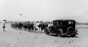 Cattle-image-840px Cattle-image-840px