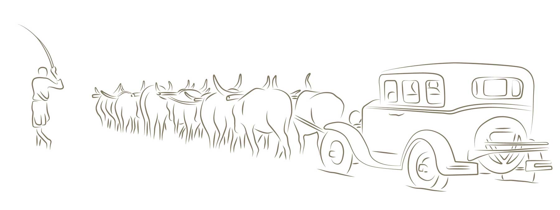 Nguni-Sketch-(Updated-colour)-Web Nguni-Sketch-(Updated-colour)-Web